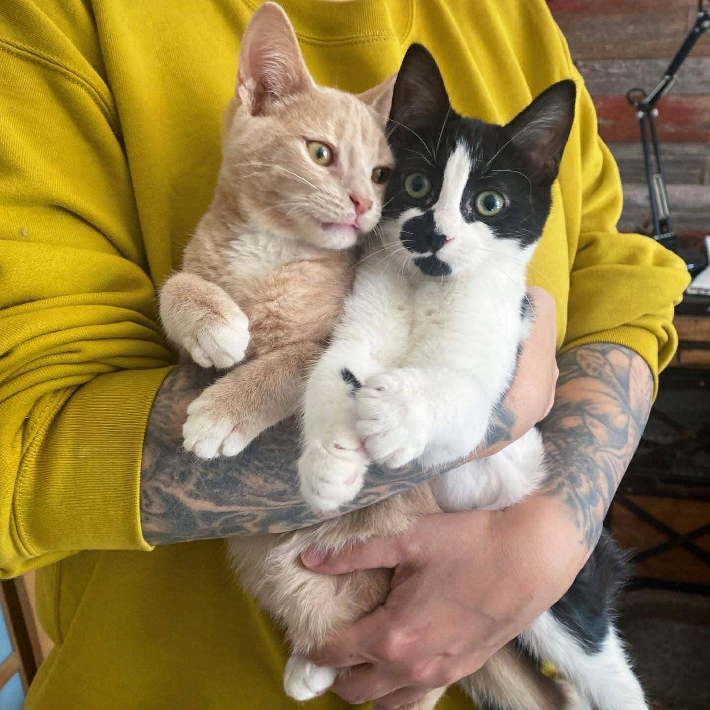 Bilboket et Fallone - Domestic Shorthair cat available for adoption at Chatons Orphelins Montréal in Montreal