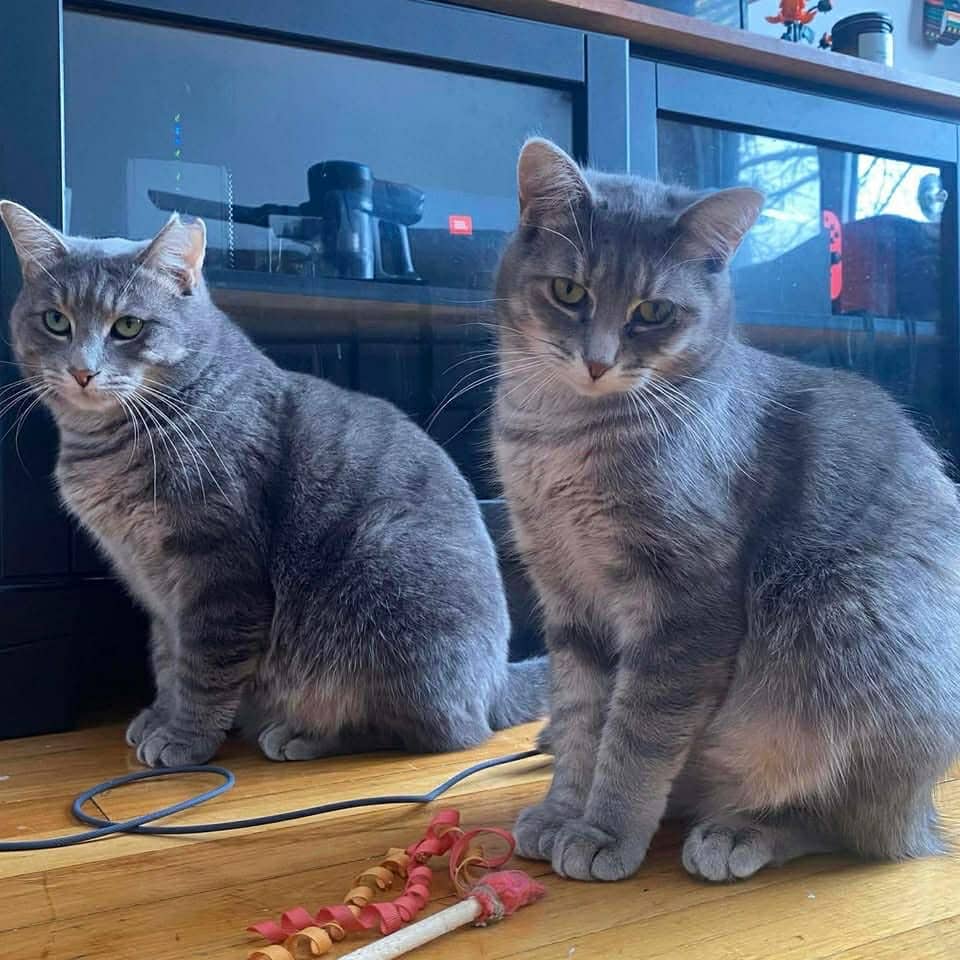 Musso et Sélénie - Domestic Shorthair cat available for adoption at Chatons Orphelins Montréal in Montreal