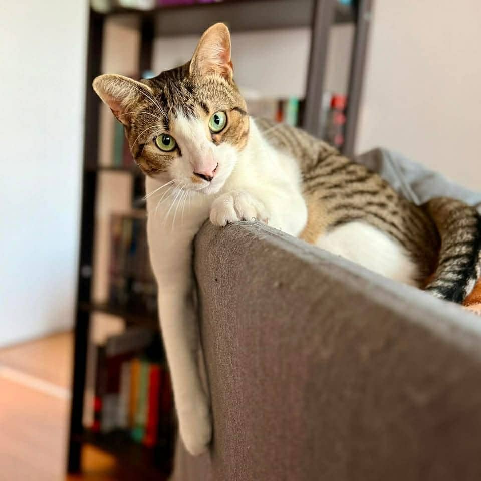 Galopin - Domestic Shorthair cat available for adoption at Chatons Orphelins Montréal in Montreal