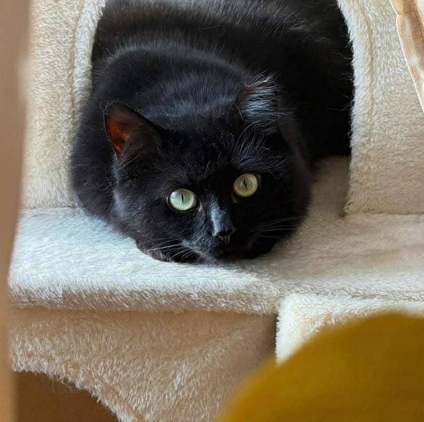 Sosso - Domestic Shorthair cat available for adoption at Chatons Orphelins Montréal in Montreal