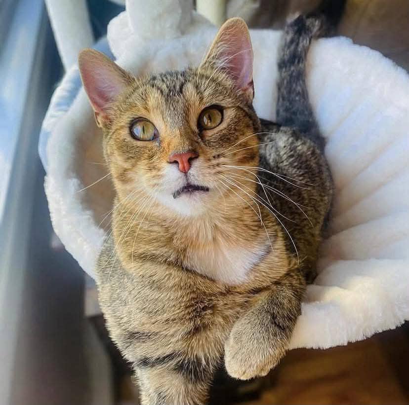 Charlesbourg - Domestic Shorthair cat available for adoption at Chatons Orphelins Montréal in Montreal