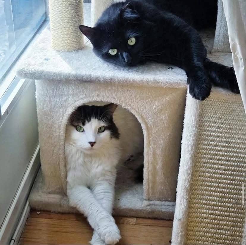 Sosso et Kayu - Domestic Shorthair cat available for adoption at Chatons Orphelins Montréal in Montreal