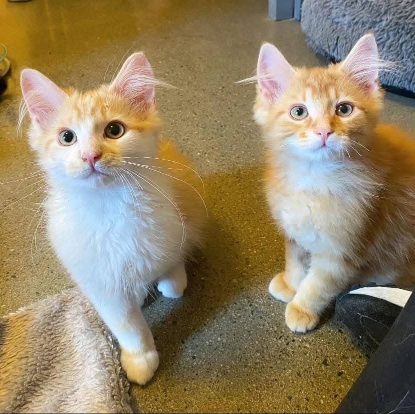 Askott et Nook - Domestic Shorthair available for adoption