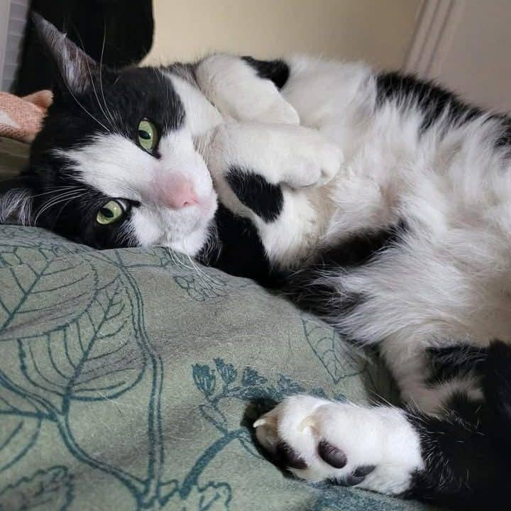 Basket - Domestic Shorthair cat available for adoption at Chatons Orphelins Montréal in Montreal