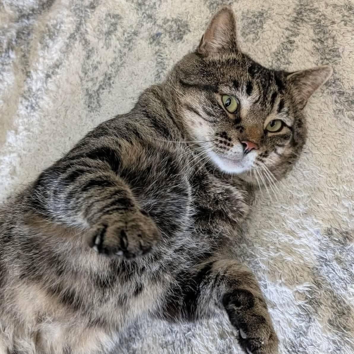 Diplo - Domestic Shorthair cat available for adoption at Chatons Orphelins Montréal in Montreal