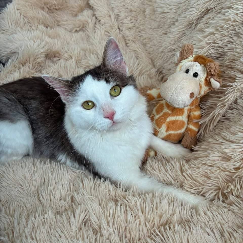 Basil - Domestic Shorthair cat available for adoption at Chatons Orphelins Montréal in Montreal