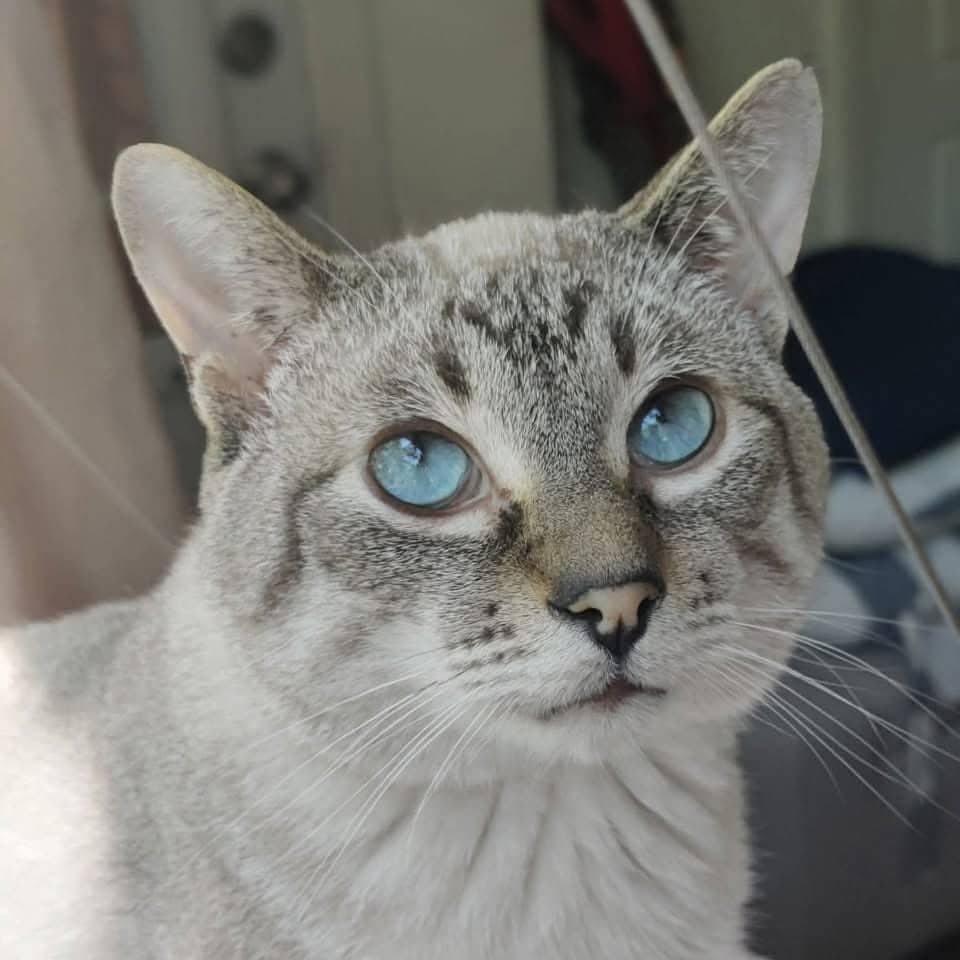 Bridgerton - Domestic Shorthair cat available for adoption at Chatons Orphelins Montréal in Montreal