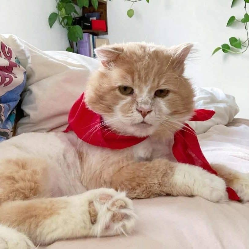 Igor - Domestic Shorthair cat available for adoption at Chatons Orphelins Montréal in Montreal