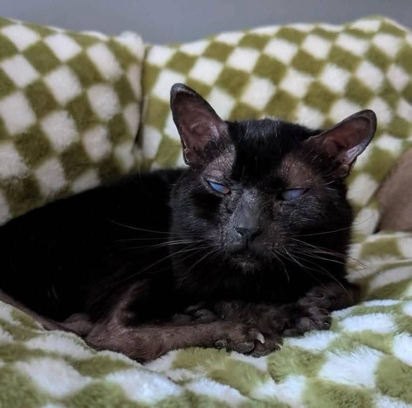 Mamilottie - Domestic Shorthair cat available for adoption at Chatons Orphelins Montréal in Montreal