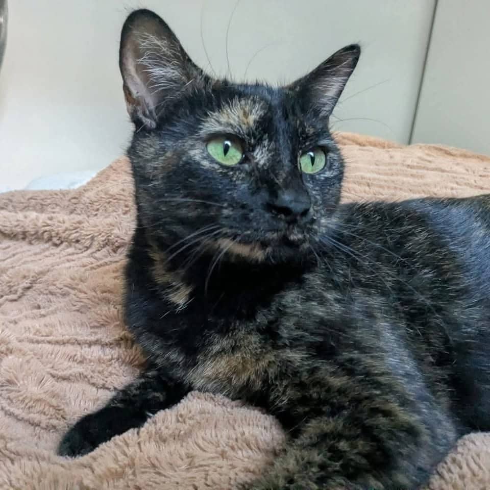 Naya - Domestic Shorthair cat available for adoption at Chatons Orphelins Montréal in Montreal
