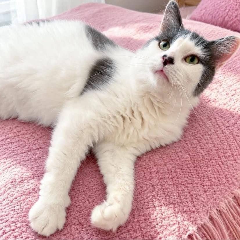 Artémiss - Domestic Shorthair cat available for adoption at Chatons Orphelins Montréal in Montreal
