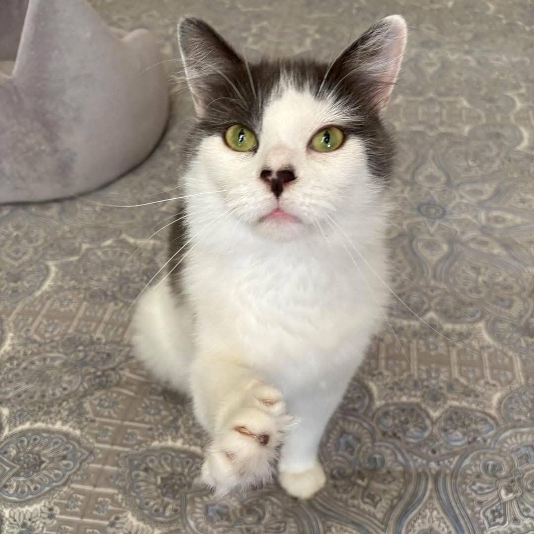 Artémiss - Domestic Shorthair cat available for adoption in Calgary