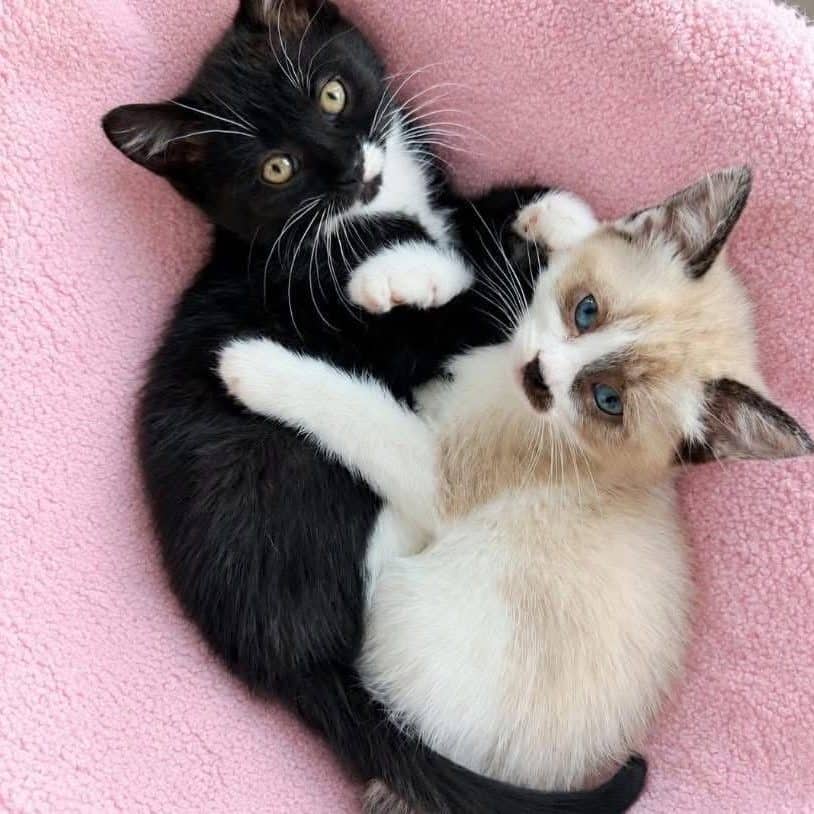 Figue et Prune - Domestic Shorthair available for adoption