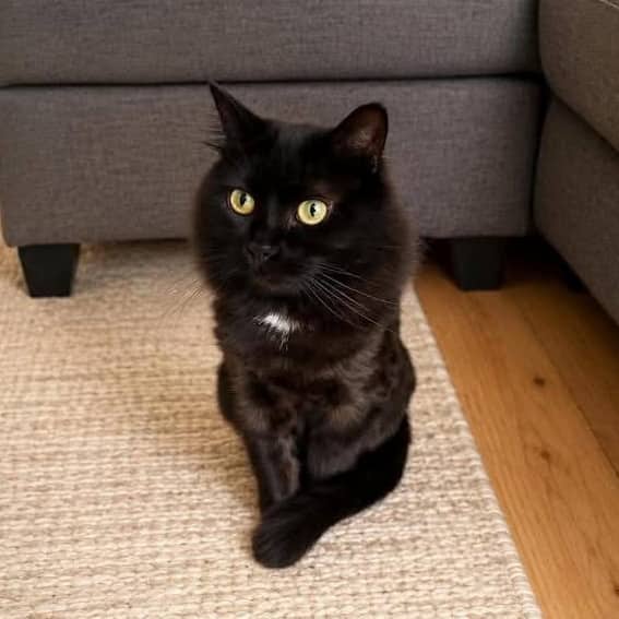 Gordon - Domestic Shorthair cat available for adoption at Chatons Orphelins Montréal in Montreal