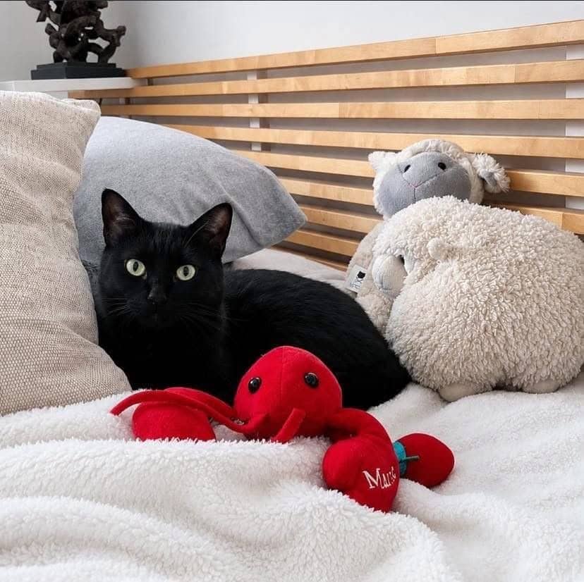Mendy - Domestic Shorthair cat available for adoption at Chatons Orphelins Montréal in Montreal
