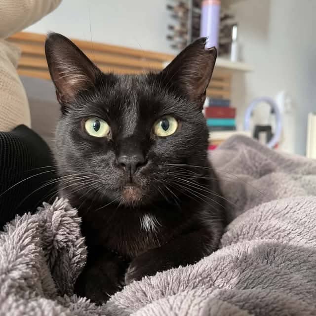 Mendy - Domestic Shorthair cat available for adoption at Chatons Orphelins Montréal in Montreal