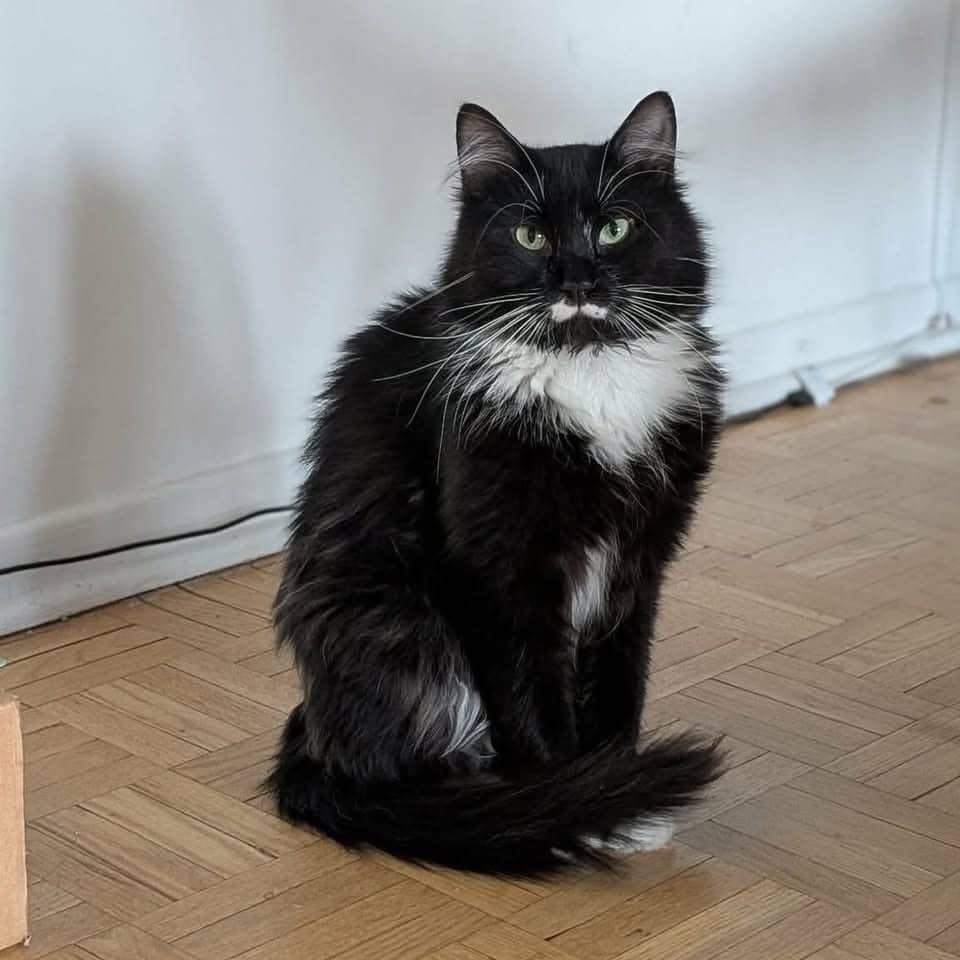 Mouftach - Domestic Shorthair cat available for adoption at Chatons Orphelins Montréal in Montreal