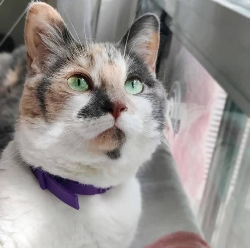Nafnaf - Domestic Shorthair cat available for adoption at Chatons Orphelins Montréal in Montreal