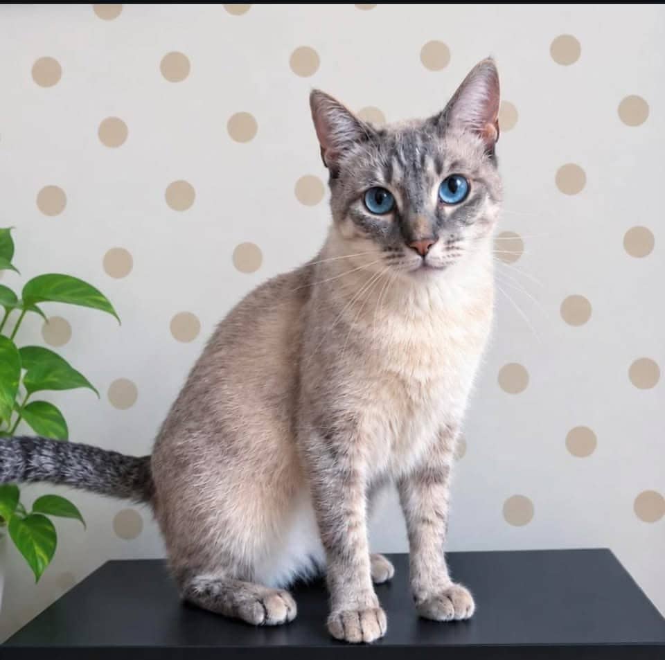 Polkia - Domestic Shorthair available for adoption