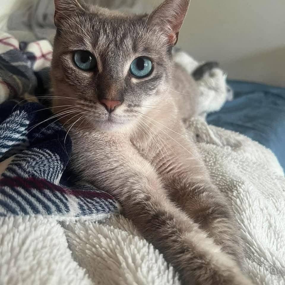 Polkia - Domestic Shorthair cat available for adoption in Calgary