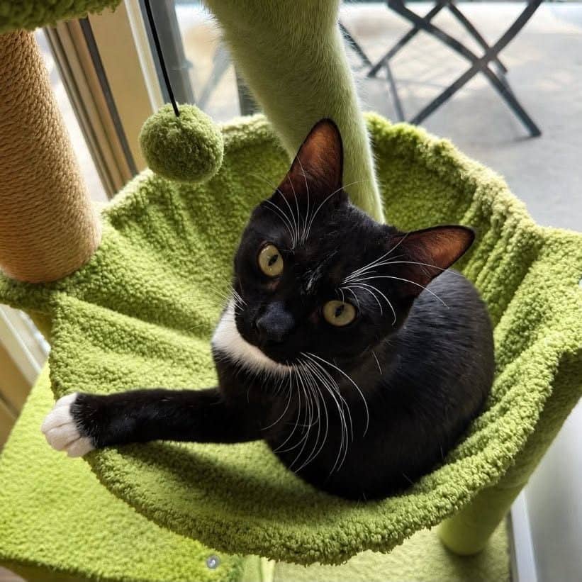 Tupak - Domestic Shorthair cat available for adoption at Chatons Orphelins Montréal in Montreal