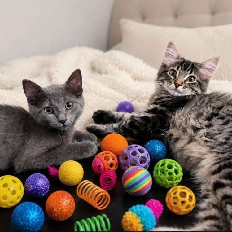 West et Gavin - Domestic Shorthair cat available for adoption at Chatons Orphelins Montréal in Montreal
