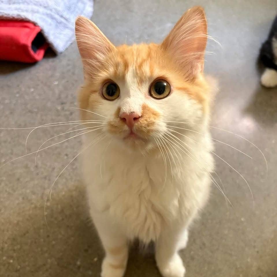 Askott - Domestic Shorthair cat available for adoption in Quebec