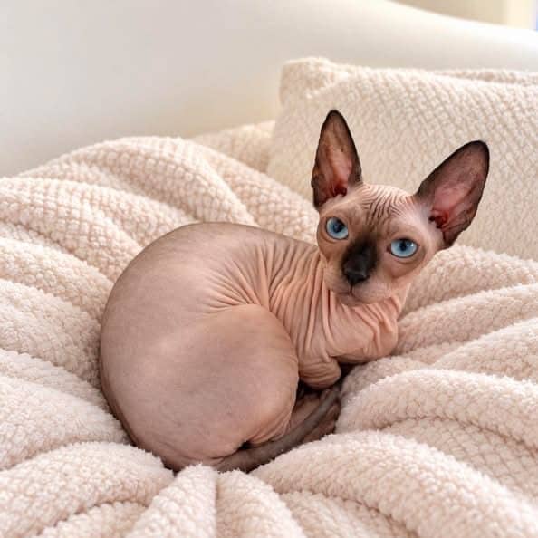 Bambinie, Domestic Shorthair, chat à adopter au Québec