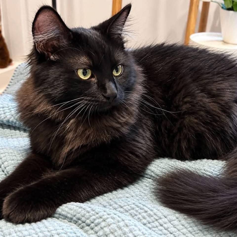 Blago - Domestic Shorthair cat available for adoption in Quebec