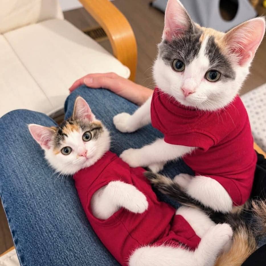 Cuillère et Fourchette - Domestic Shorthair cat available for adoption at Chatons Orphelins Montréal in Montreal