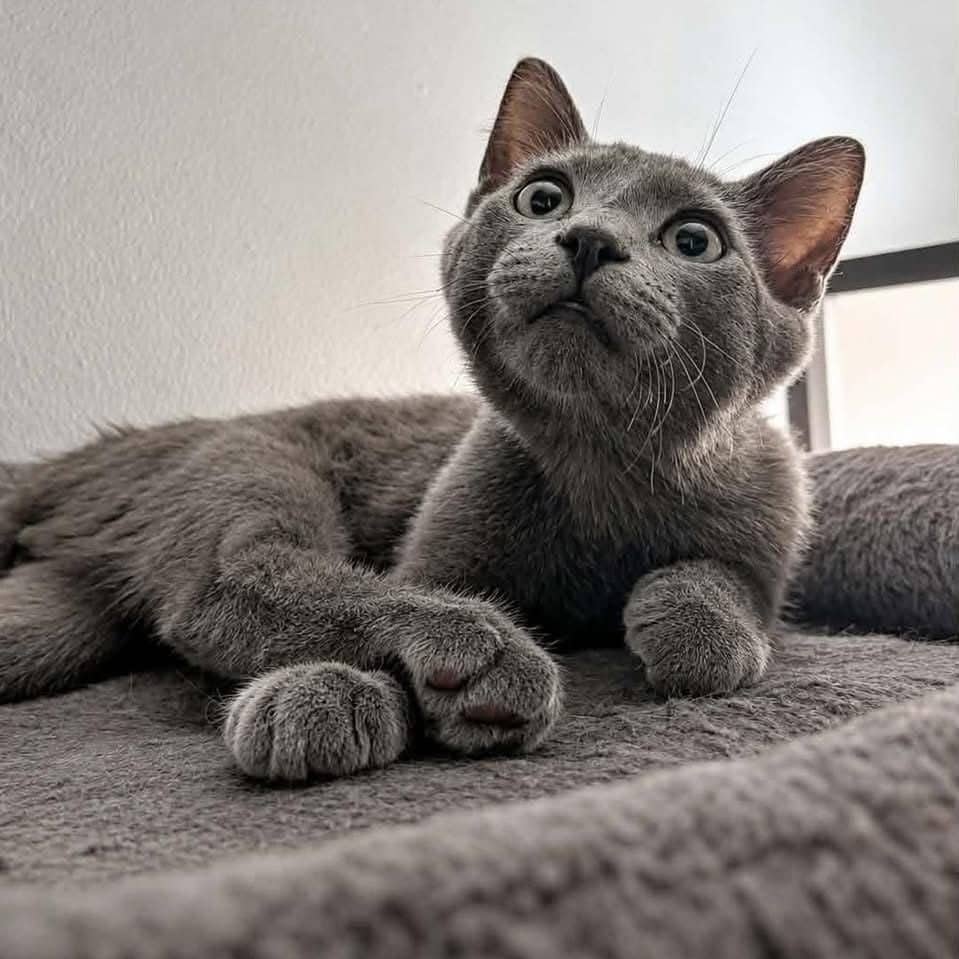 Gavin - Domestic Shorthair cat available for adoption in Quebec