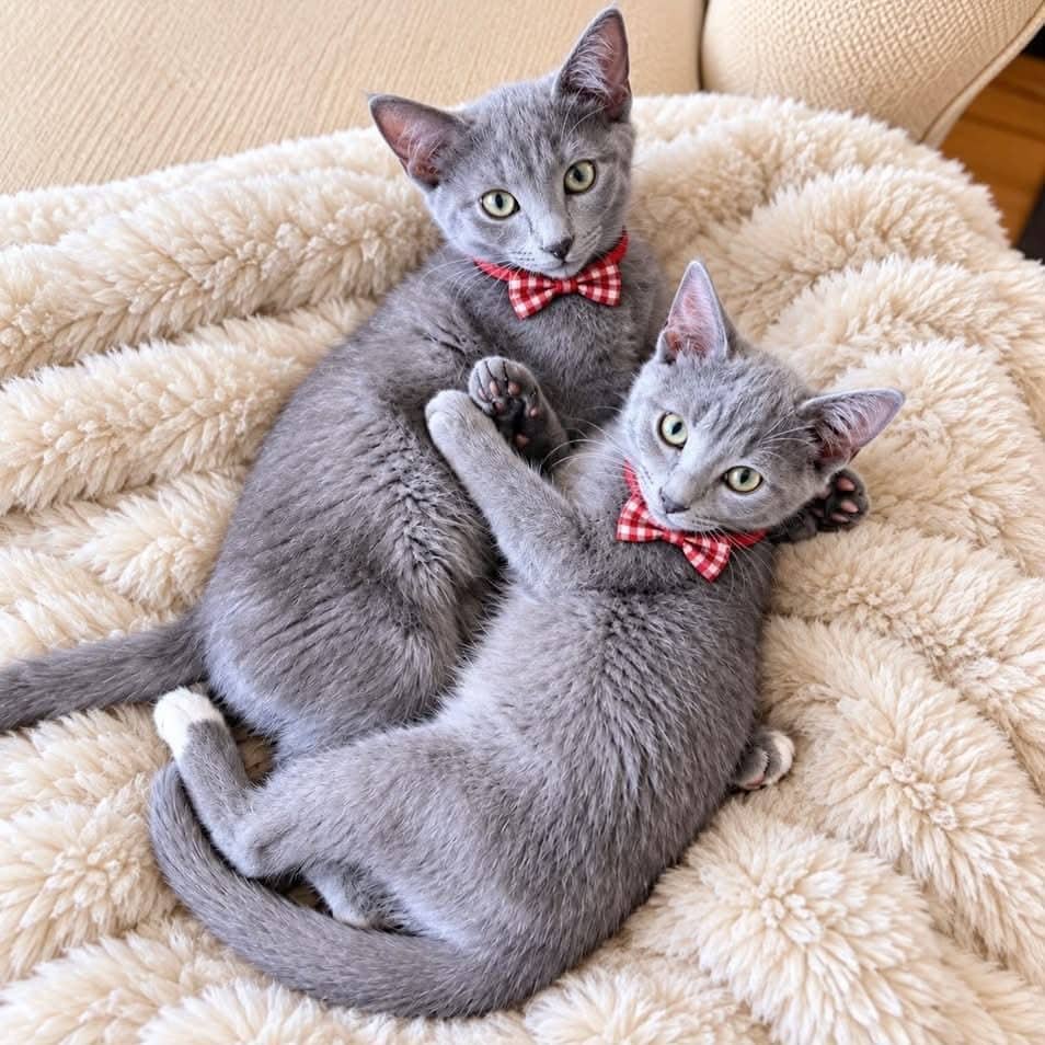 Lenny et Robby - Domestic Shorthair cat available for adoption at Chatons Orphelins Montréal in Montreal