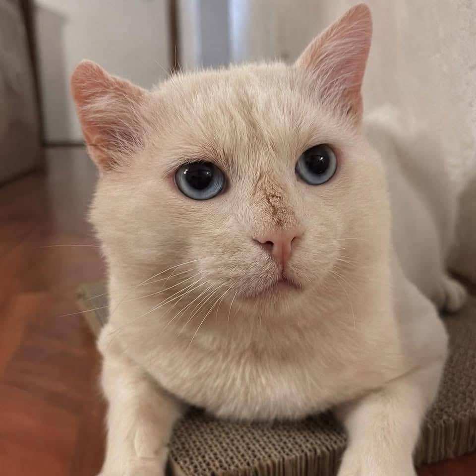 Leopold - Domestic Shorthair cat available for adoption at Chatons Orphelins Montréal in Montreal
