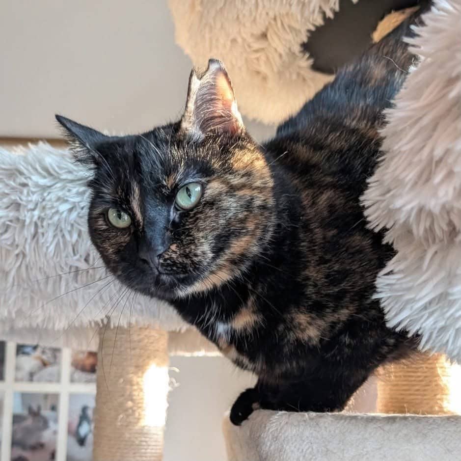 Odette - Domestic Shorthair cat available for adoption in Quebec