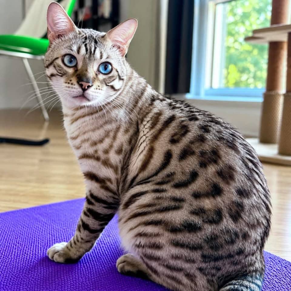 Pedro - Domestic Shorthair cat available for adoption at Chatons Orphelins Montréal in Montreal