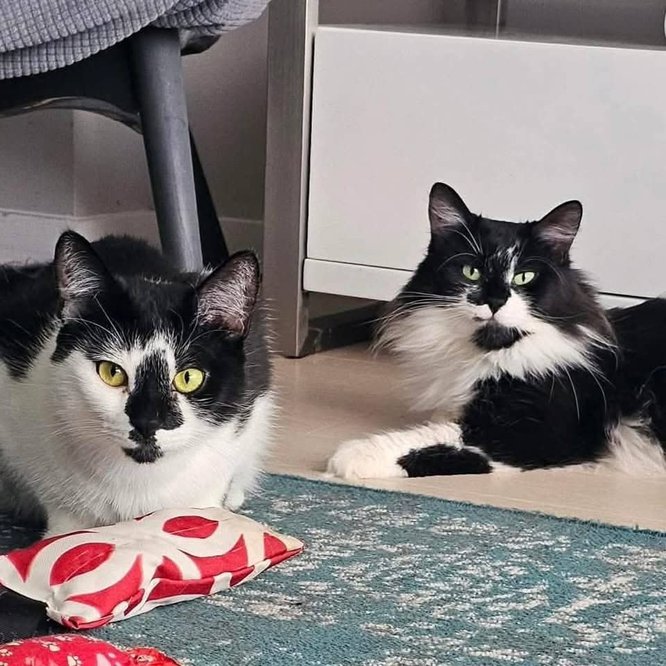 Sephora et Pandora - Domestic Shorthair available for adoption