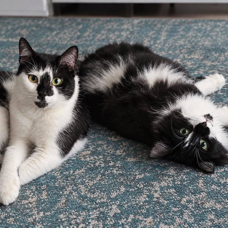 Sephora et Pandora - Domestic Shorthair cat available for adoption at Chatons Orphelins Montréal in Montreal