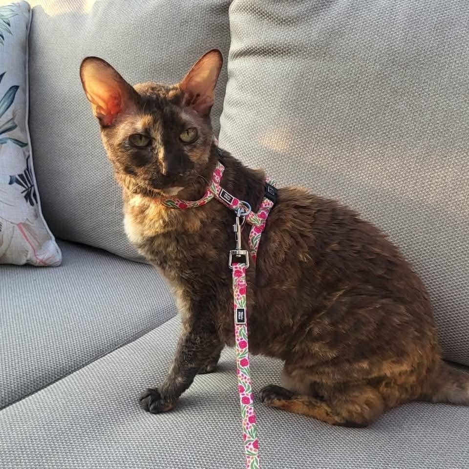 Zozo - Domestic Shorthair cat available for adoption at Chatons Orphelins Montréal in Montreal