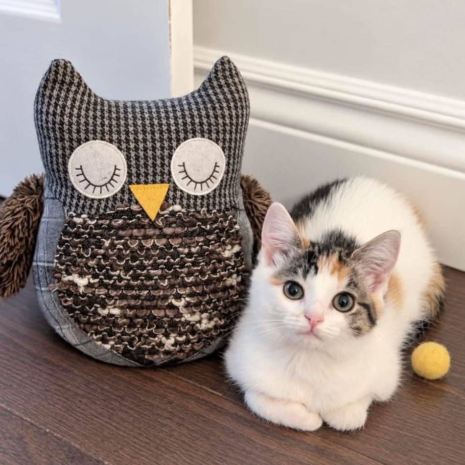 Cuillère - Domestic Shorthair available for adoption