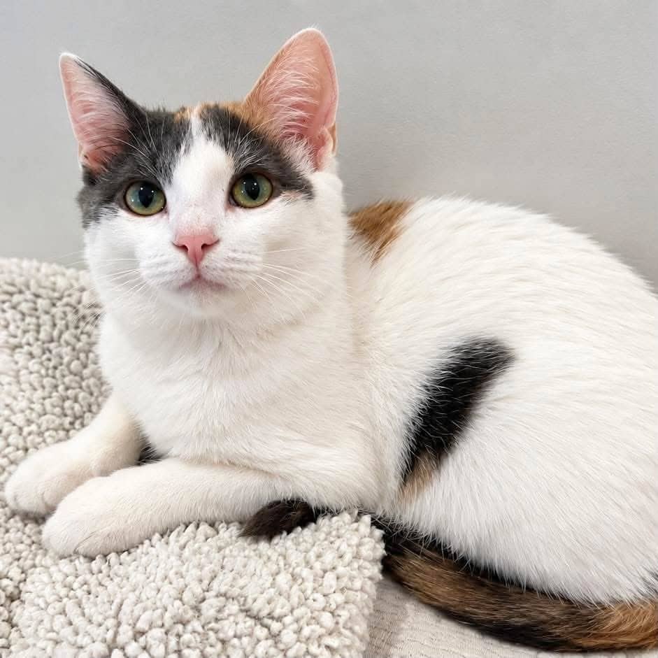 Fourchette - Domestic Shorthair cat available for adoption at Chatons Orphelins Montréal in Montreal