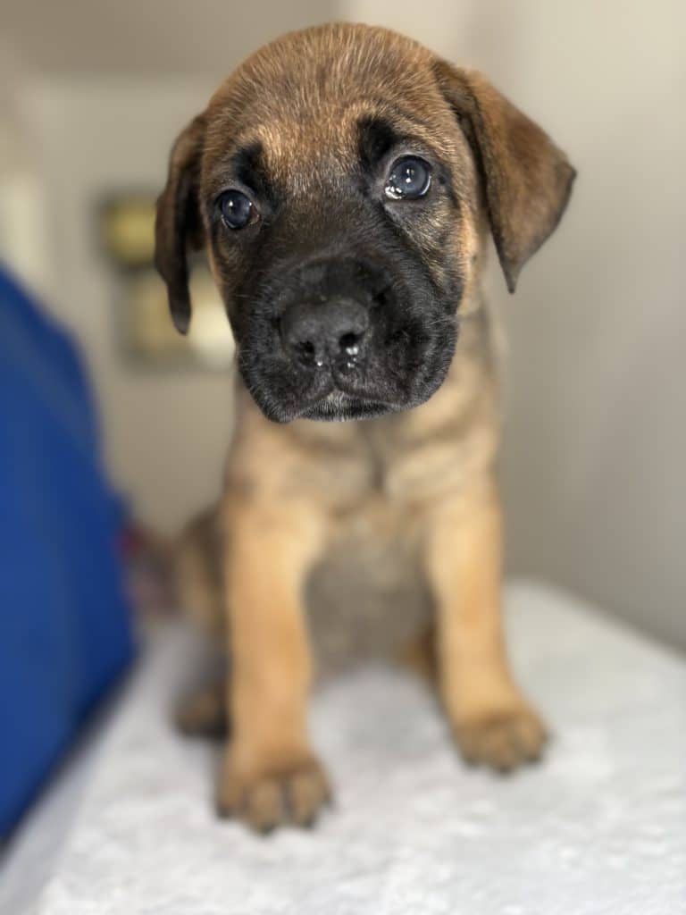 Ginny - Mastiff Mix available for adoption