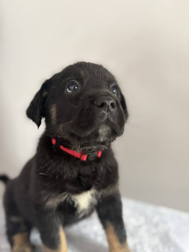 Trelawney - Mastiff Mix available for adoption