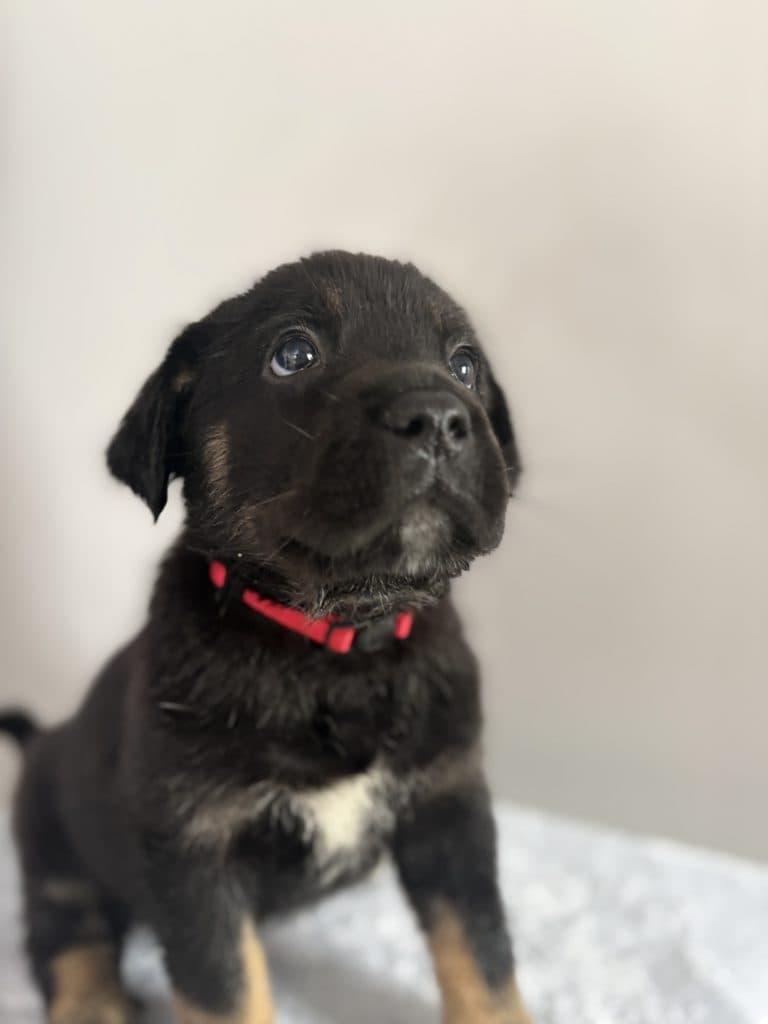 Trelawney - Mastiff Mix available for adoption
