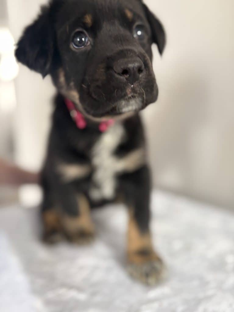 Lily - Mastiff available for adoption