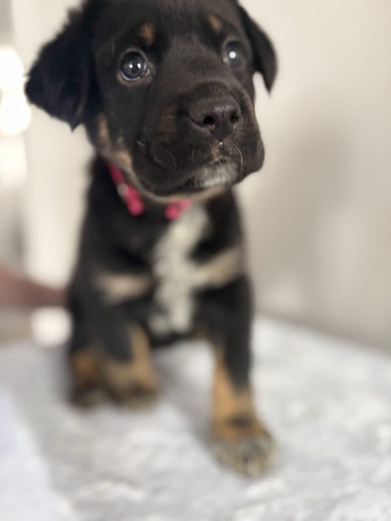 Lily - Mastiff available for adoption