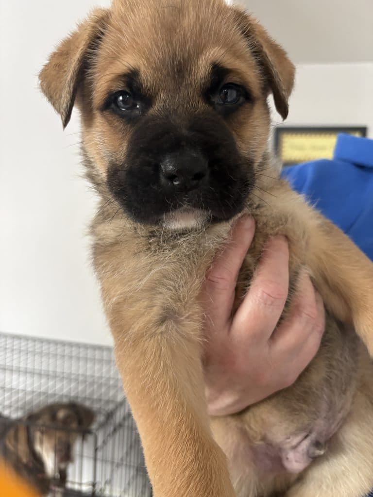 Ron - Mastiff Mix available for adoption
