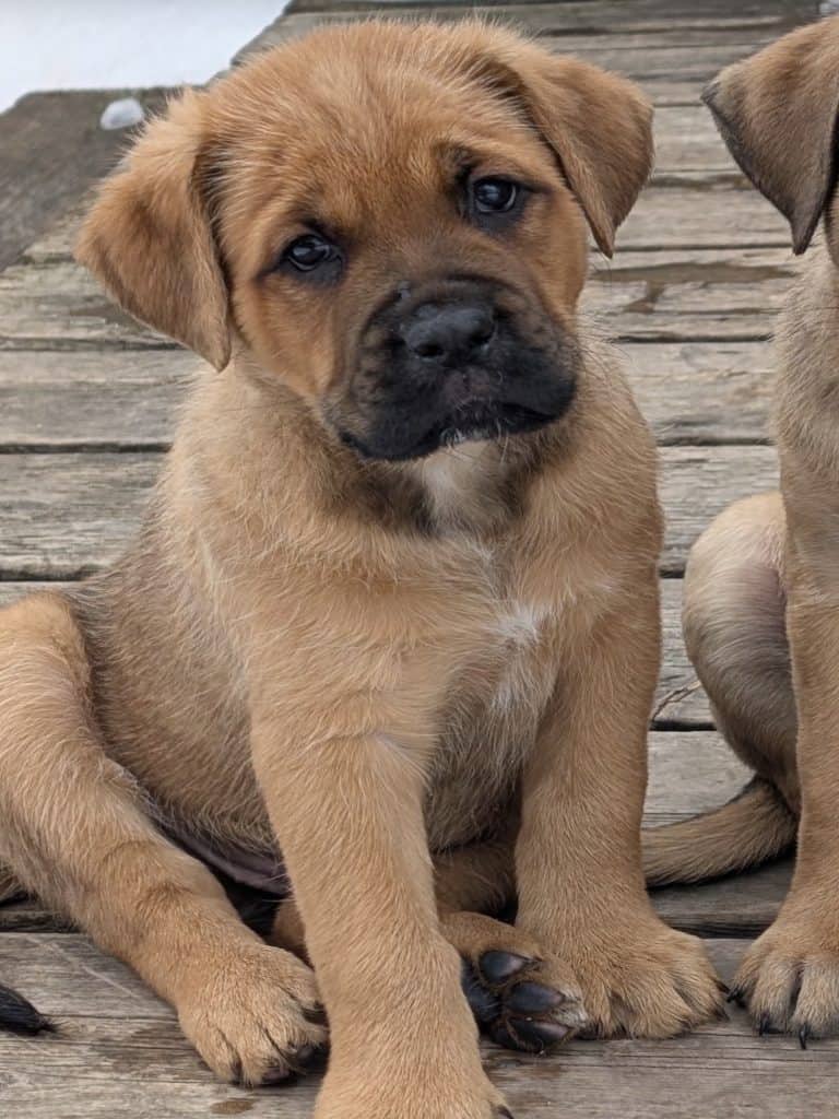 Dudley - Mastiff Mix available for adoption