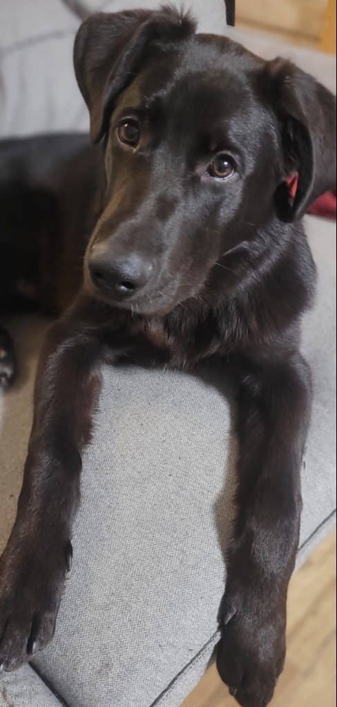 Moose - Great Pyrenees Mix available for adoption