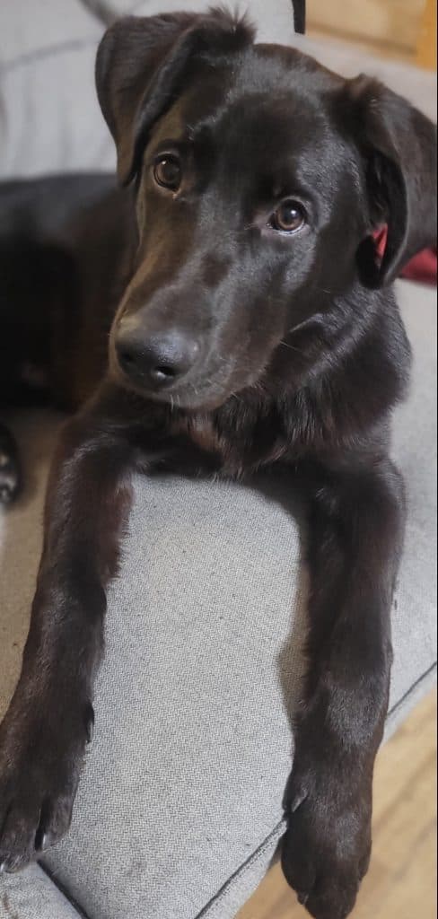 Moose - Great Pyrenees Mix available for adoption