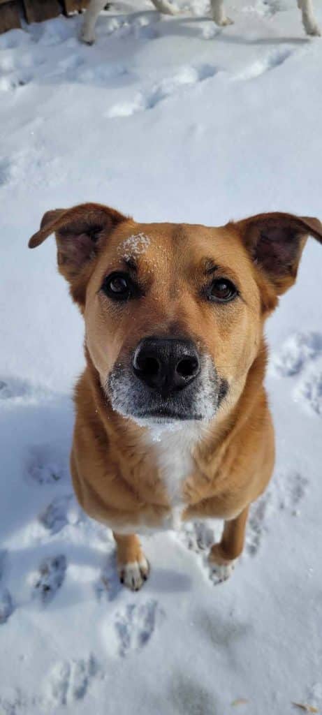 Ruby - Terrier Mix available for adoption in Manitoba